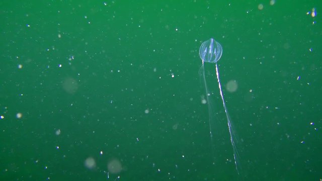 Ctenophora Sea gooseberry (Pleurobrachia pileus) slowly approaches to camera, retracts trapping tentacles, then leaves the frame.