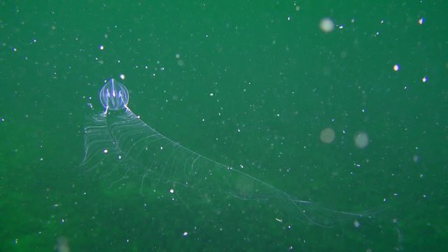 Ctenophora Sea gooseberry (Pleurobrachia pileus) slowly approaches to camera with its straightened tentacles, then draws in the tentacles.