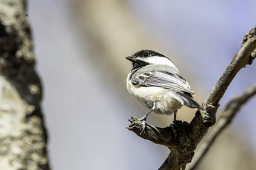 Chickadee on perch