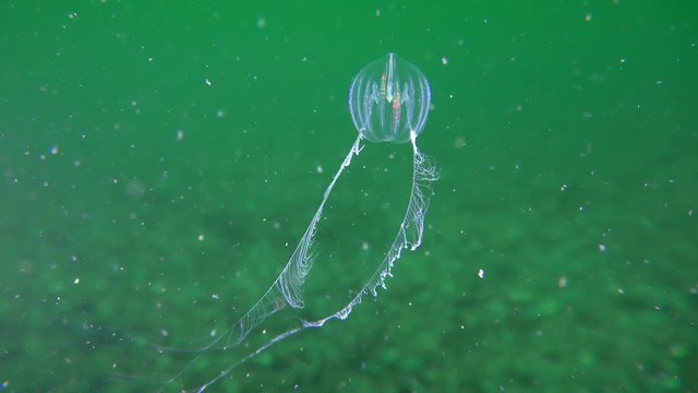 Comb jelly Sea gooseberry (Pleurobrachia pileus) catches plankton with tentacles straightened in the water column, close-up.