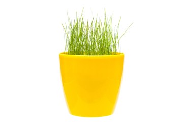 green grass in yellow pot isolated on white background