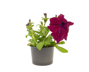 petunia flowers in a plastic pot on a white background