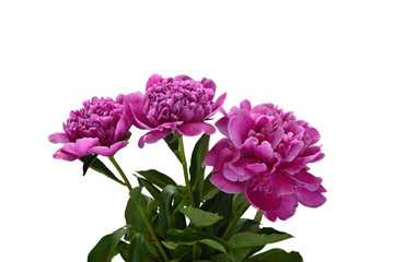 Bouquet of pink peonies  isolated on white background.