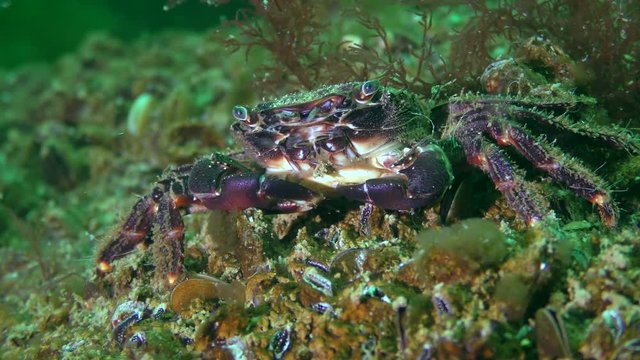 Marbled rock crab (Pachygrapsus marmoratus) on a stone overgrown with mussels, medium shot.