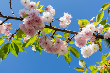 The finely cherry f. lannesiana (Cerasus lannesiana)