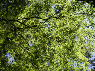 Fototapeta premium Maple of the fresh green