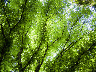 Maple of the fresh green