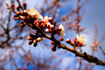 White apricot flowers with blue sky background