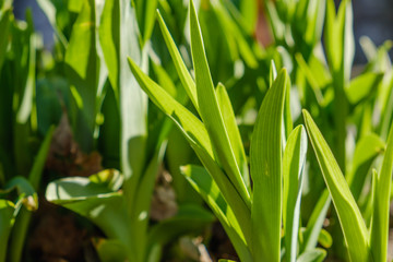 Green Leaves background