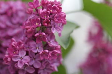 lilacs in bloom