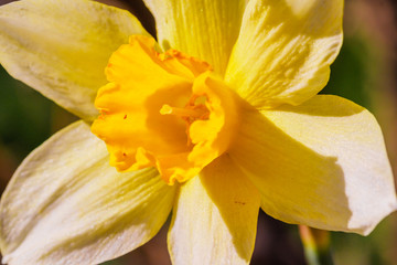Obraz premium Yellow Narcissus flower. Narcissus daffodil flowers, green leaves background.