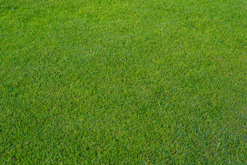 Green grass on the football field.