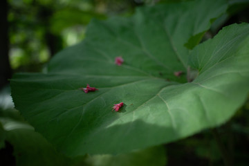 アキタブキの葉