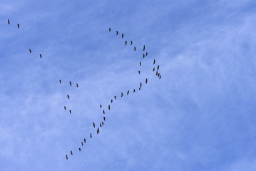 A flock of the migratory birds is in a blue sky. A wedge of the wild geese is in a clouds. It is the concept of a freedom, a altitude, a camaraderie and a cohesion, a overcoming distance and obstacles