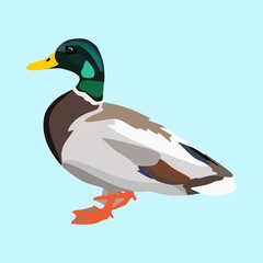 icons about Animal with green, green duck, bird, isolated and duck - 204628276
