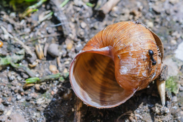 Big ants eat prey by snail in colony, macro close-up