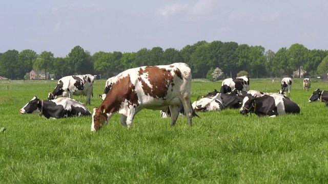 Black and White Cows grazing in meadow grassland in the Netherlands, 4K 50fps