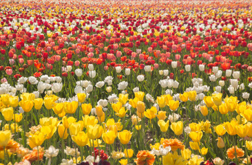 Campo di tulipani di vari colori