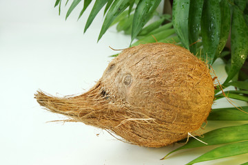 Веселый кокос