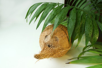 Веселый кокос