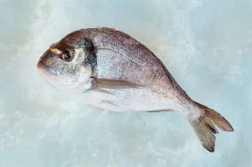 Fish ice food