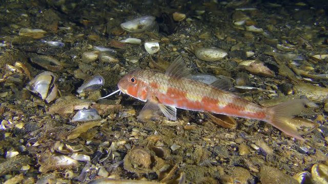 Fish Red mullet (Mullus barbatus) lies on the seabed, then leaves the frame.