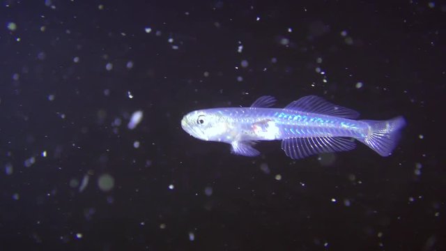 Transparent goby (Aphia minuta) against the background of a dark water column.