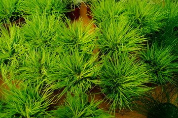 Acorus calamus is a perennial herb