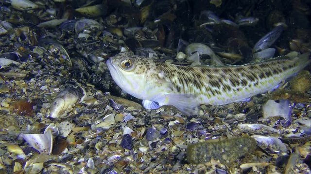 Greater weever (Trachinus draco) lies on shelly soil, then leaves the frame.