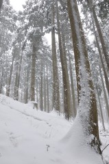 豪雪の山林