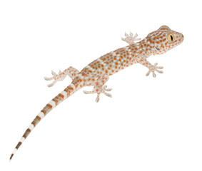 Gecko detail on white background