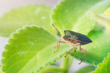Green shield bug Palomena prasina