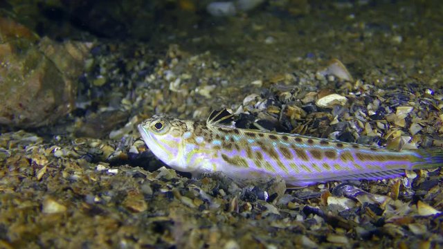 Greater weever (Trachinus draco) on shelly soil, medium shot.
