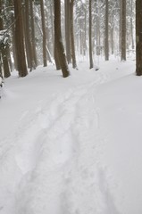 豪雪の山地を歩く