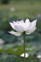 White lotus in big pond 