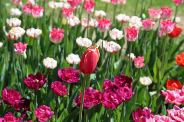 Colorful bright tulip blossom in early spring
