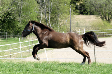 Finnhorse running at pasture.