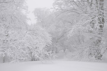 豪雪の丹沢山地