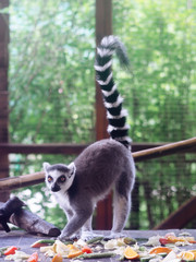 Lemur at the green forest