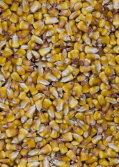 Textura de milho amarelo, alimentação de aves.