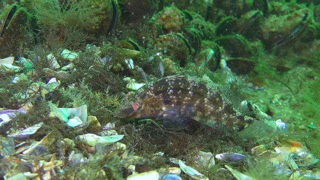 Reproduction of Gray wrasse (Symphodus cinereus): the male using fins refreshes water in a nest built of algae.