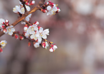 Apricot blossom pink spring flowers
