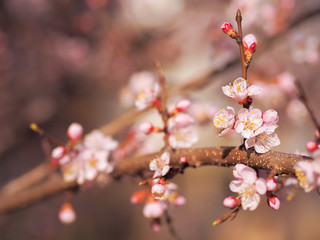 Apricot blossom pink spring flowers