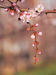 Apricot blossom pink spring flowers