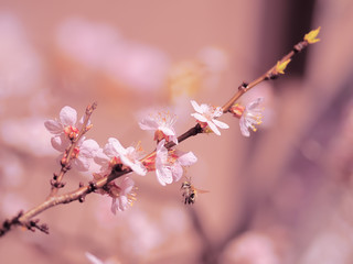 Apricot blossom pink spring flowers