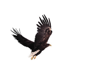 Eagle black flying serious full size isolated
