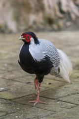 Fototapeta premium Image of Silver Pheasant(Lophura nycthemere) on nature background. Poultry, Animals.