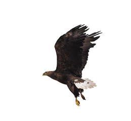 Eagle black flying serious full size isolated