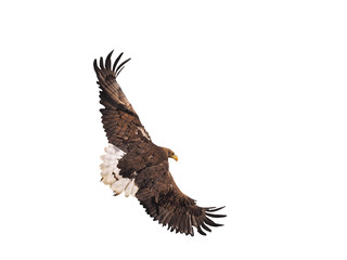 Eagle black flying serious full size isolated