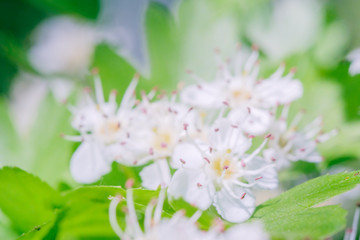 branch of blooming bird cherry in front of blue sky. Copy space